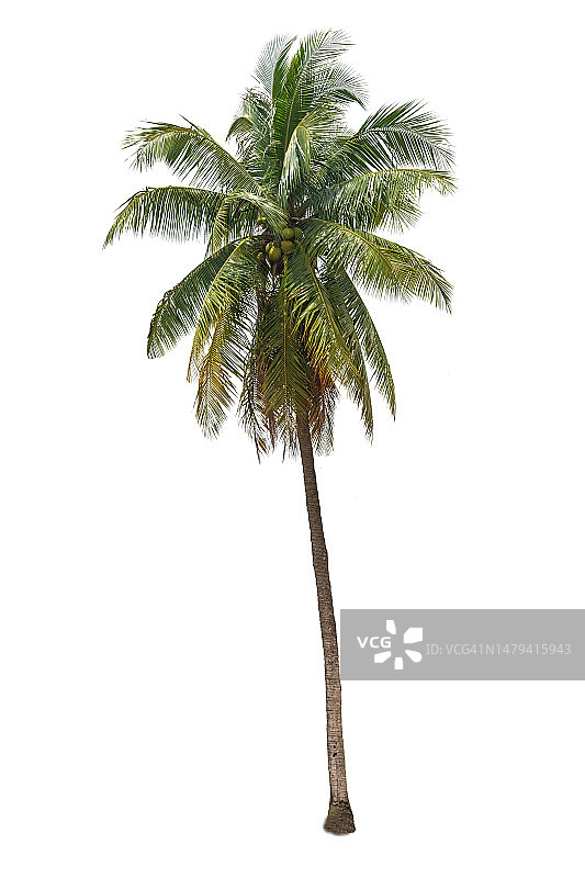 白色背景下的椰子树，带裁剪路径图片素材
