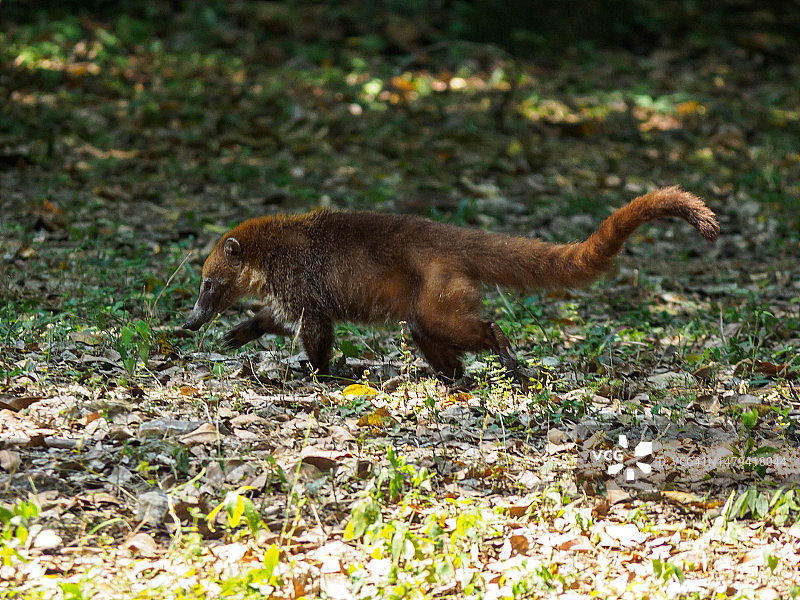 危地马拉蒂卡尔国家公园图片素材