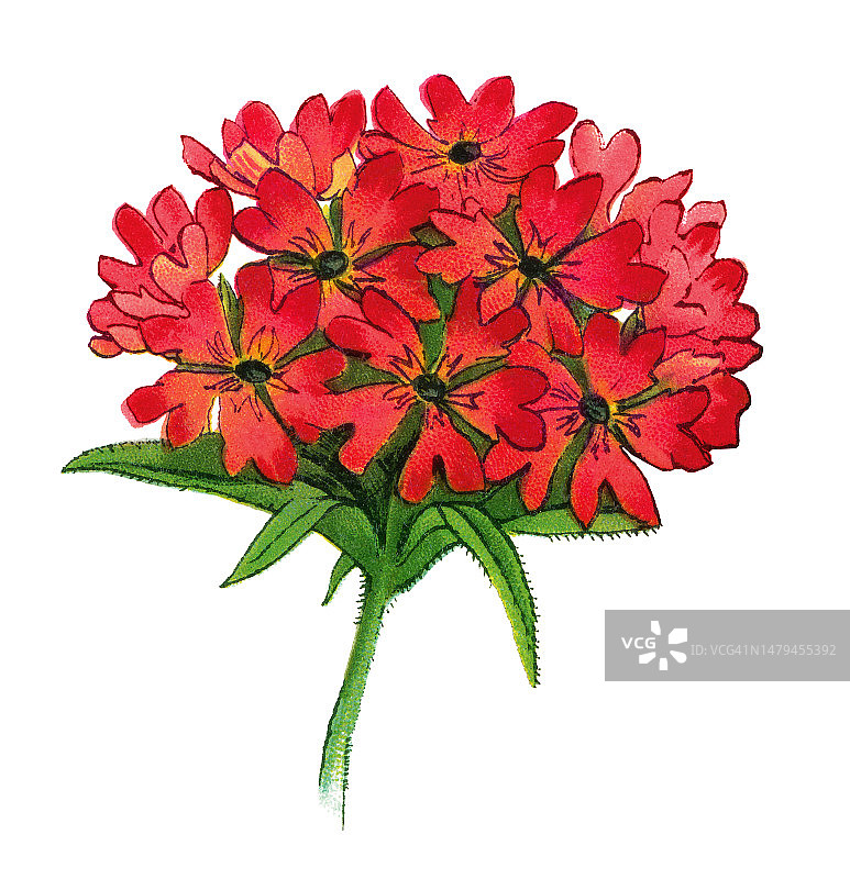 老式彩色石印植物插图：花菱草、耶路撒冷十字花图片素材