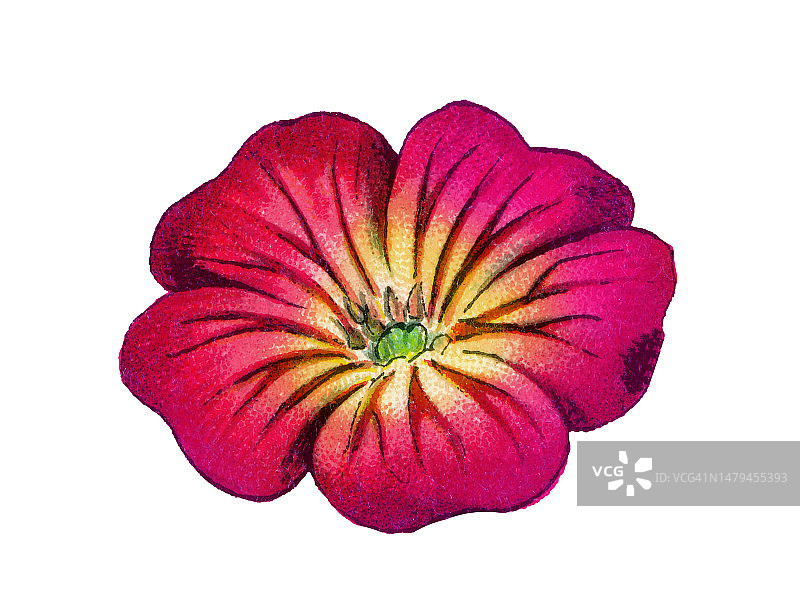 剪秋罗老式石版画植物插图图片素材