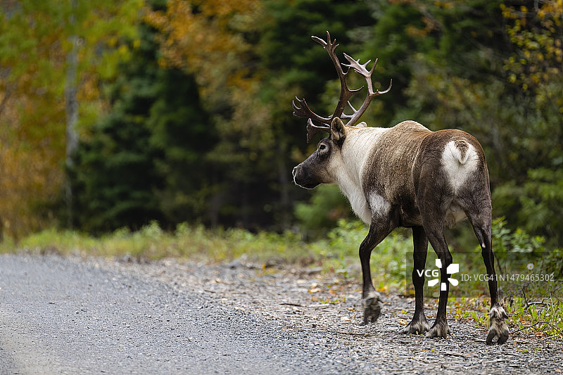 路边发情期的大型雄性驯鹿图片素材