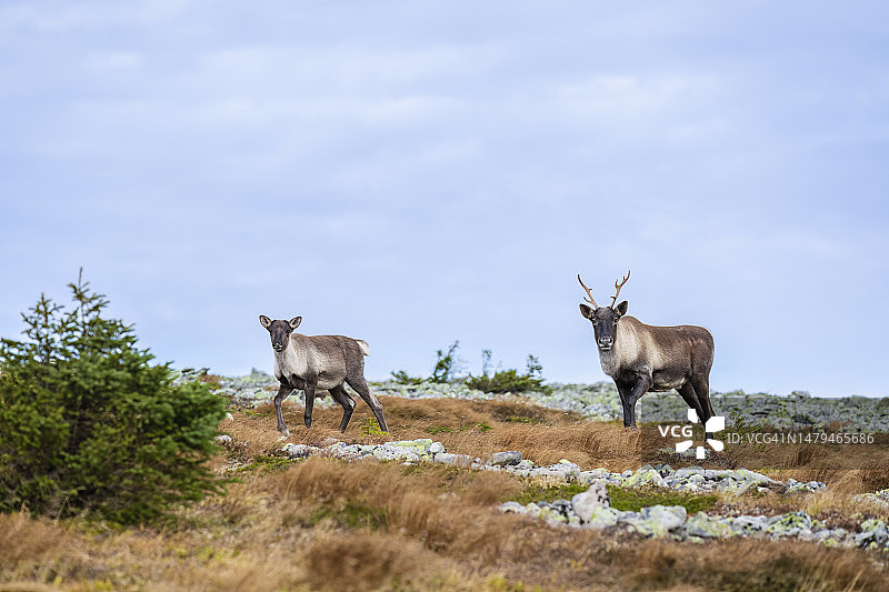求偶期的驯鹿和北美驯鹿，两只幼崽图片素材