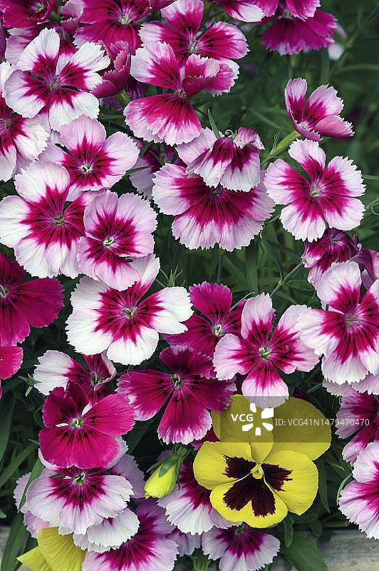 德国巴伐利亚香石竹和三色堇图片素材