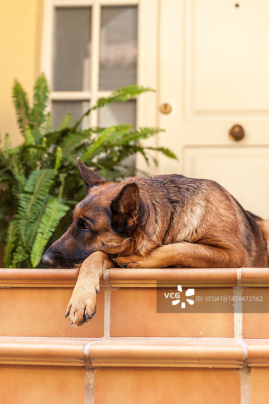 一只在门口等待的德国牧羊犬图片素材