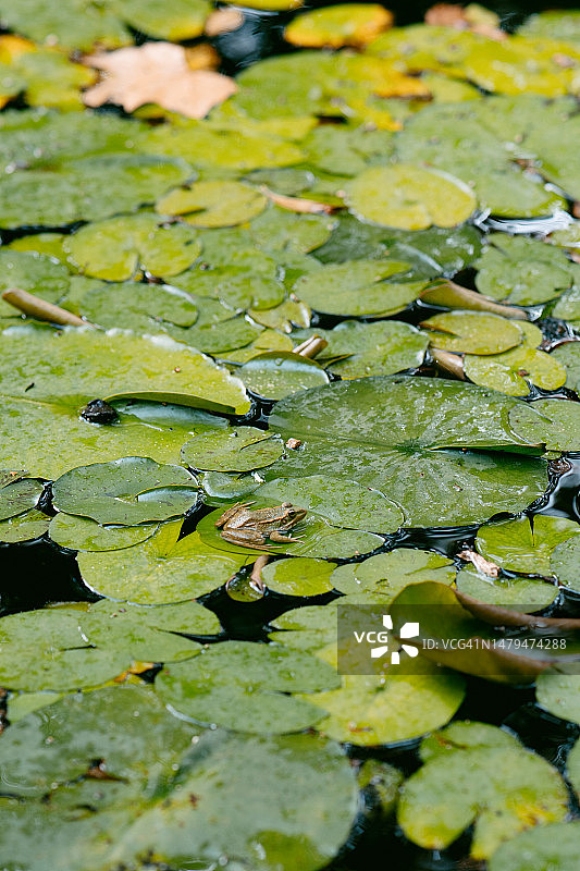 池塘荷叶上的小青蛙图片素材