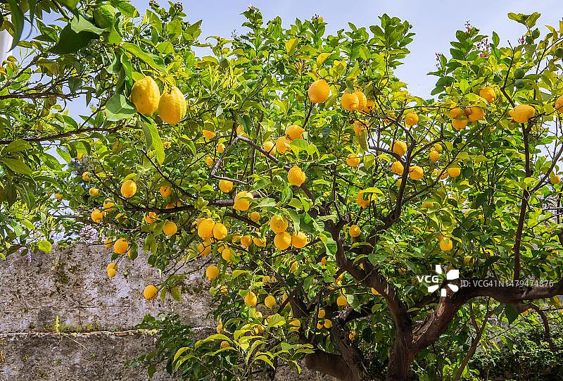 意大利西西里岛陶尔米纳花园里的柠檬树图片素材