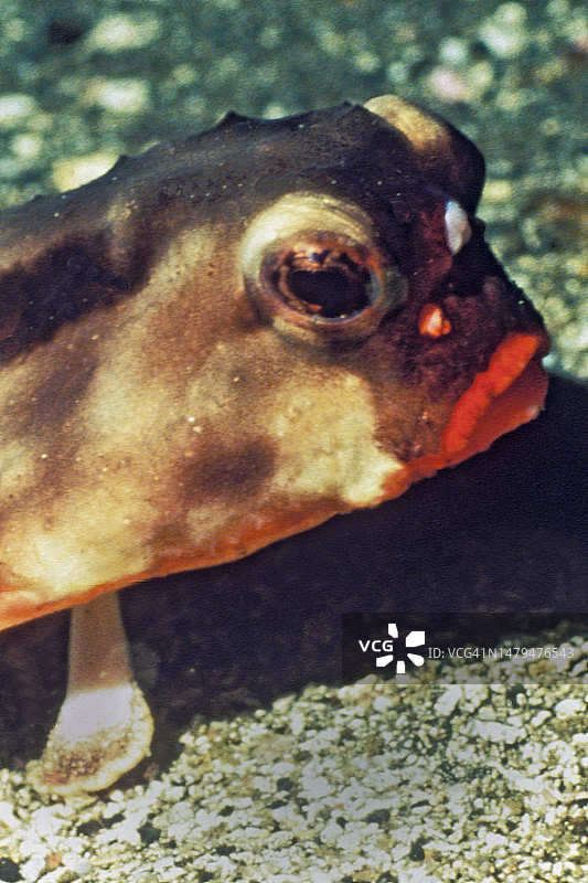 红唇蝙蝠鱼特写图片素材