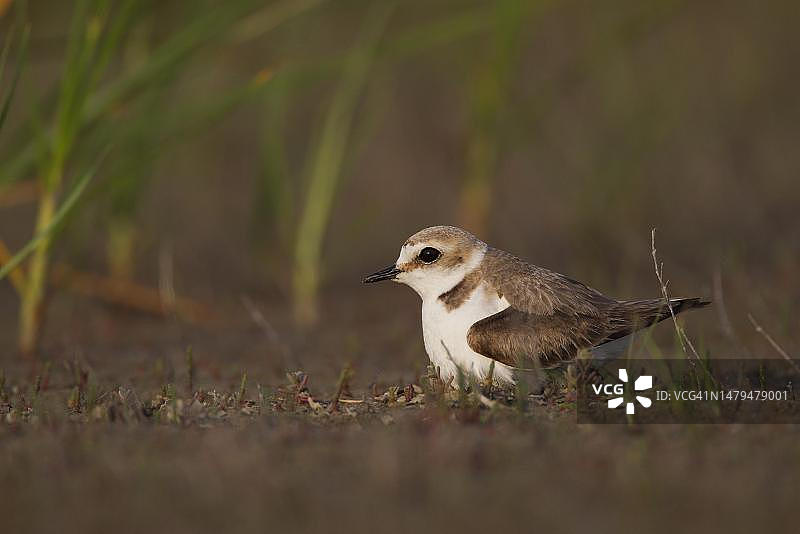 罗马尼亚多瑙河三角洲生物圈保护区水边地面繁殖的雌性环颈鸻图片素材
