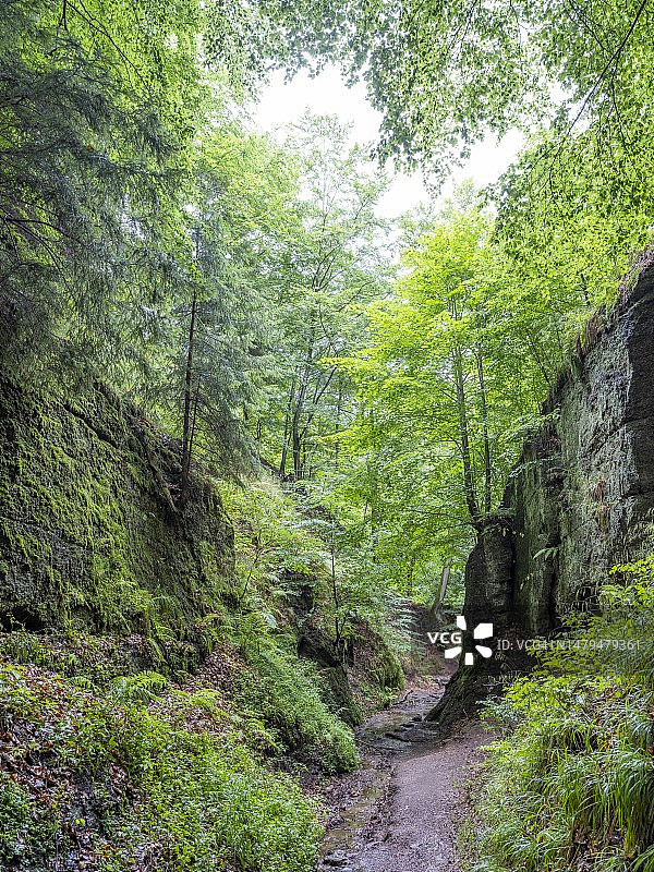 德国图林根森林埃森纳赫附近的龙峡谷自然保护区图片素材
