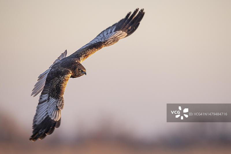 雄性西方鹞飞行，托莱多省，卡斯蒂利亚-拉曼恰，西班牙图片素材