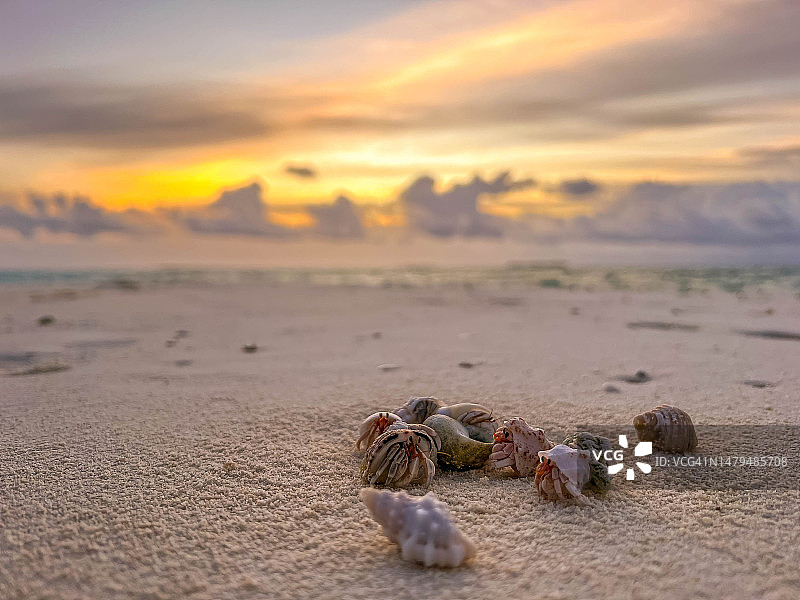 马尔代夫芭环礁日落时分沙滩上的贝壳特写图片素材
