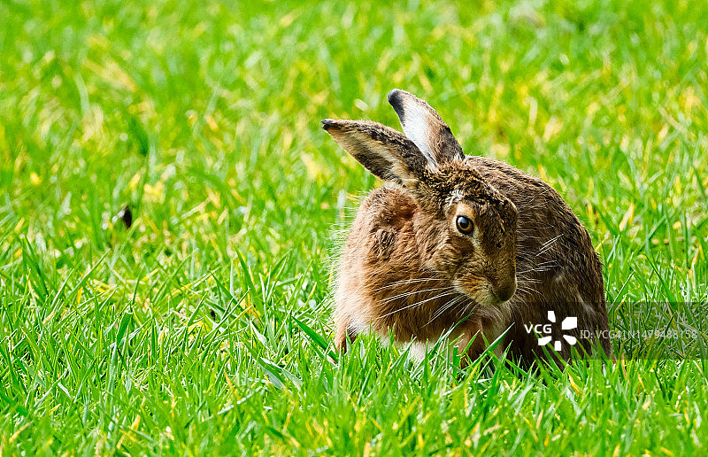 德国黑森州的草地兔子特写图片素材