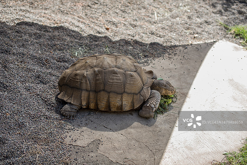 悉尼道路上的龟壳图片素材