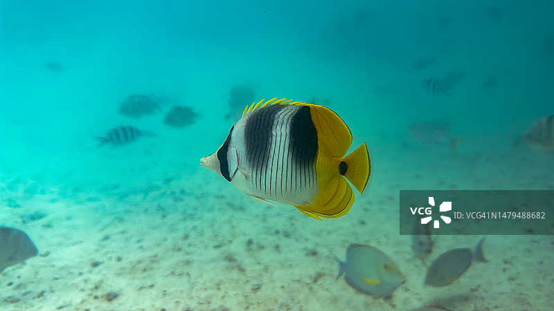 法属波利尼西亚海域的热带咸水鱼特写图片素材