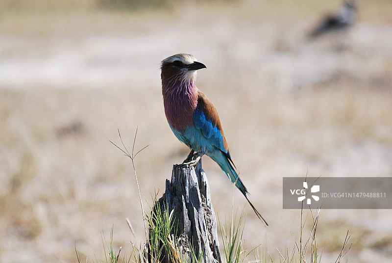 丁香花栖息在木头上特写图片素材