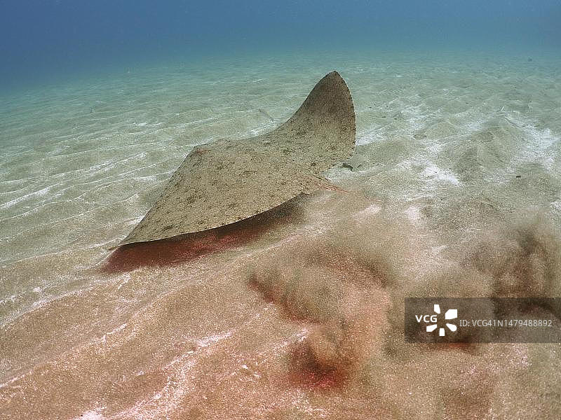 燕魟，逃离中，地点：西班牙大加那利岛阿尼加埃尔卡布隆海洋保护区，大西洋图片素材