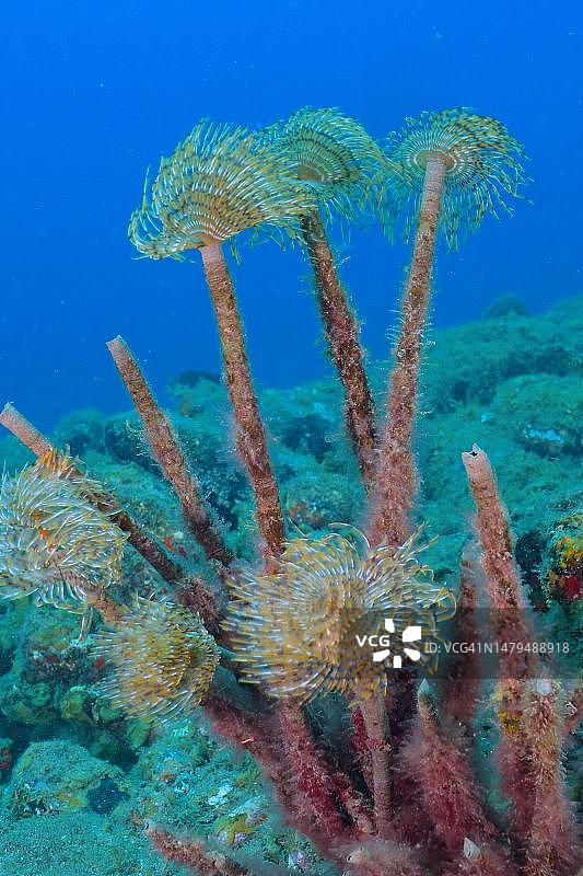 大加那利岛阿里纳加地中海扇虫图片素材