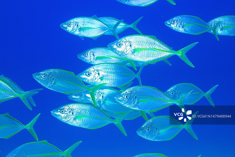 大西洋西班牙海域黄鳍鲹鱼群图片素材