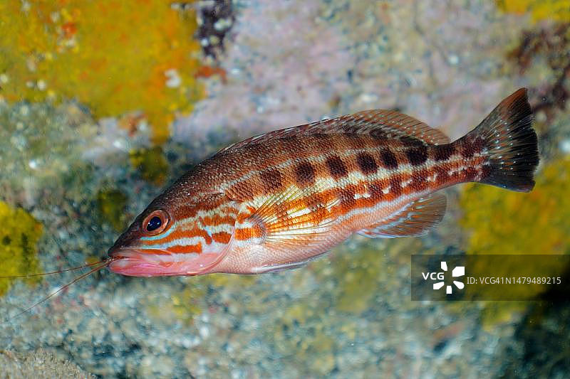 锯鮨(Serranus cabrilla),埃尔卡布隆海洋保护区潜水点,阿林加,大加那利岛,西班牙,大西洋图片素材