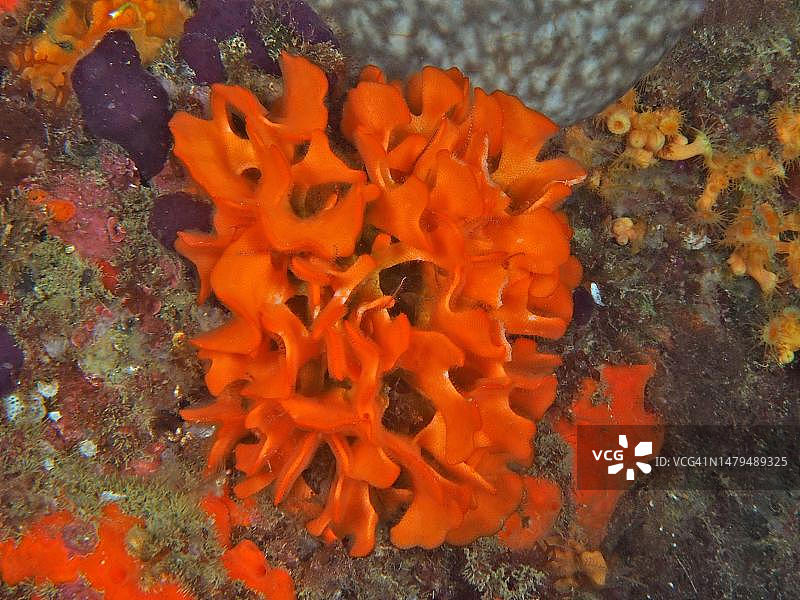 克雷乌斯海角海洋保护区橙色多刺海绵,西班牙布拉瓦海岸,地中海(Acanthalla acuta)图片素材