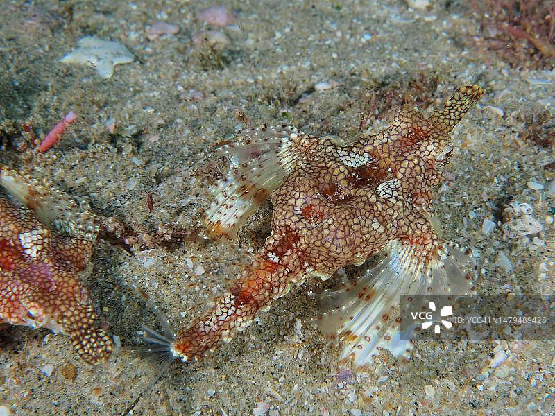 小海龙鱼，骨鱼，展示其白色鱼鳍，南非索德瓦纳湾国家公园图片素材