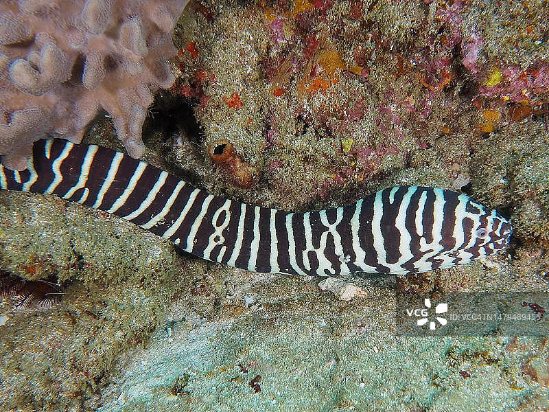 斑马裸胸鳝，索德瓦纳湾国家公园潜水点，南非图片素材