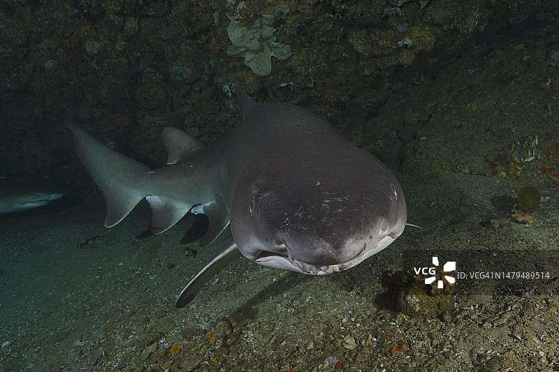 南非夸祖鲁-纳塔尔省马盖特普罗蒂亚班克斯潜水点,洞穴中的沙虎鲨(Carcharias taurus)肖像图片素材