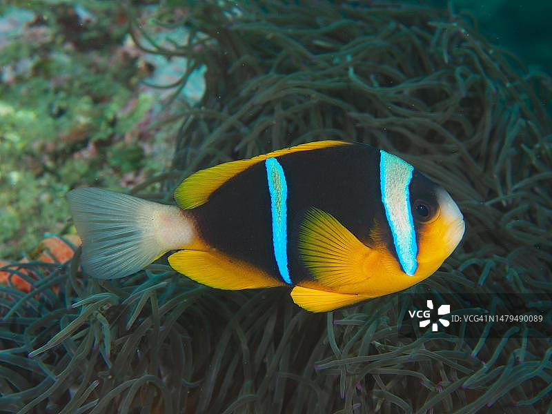 海葵中的阿拉德小丑鱼图片素材