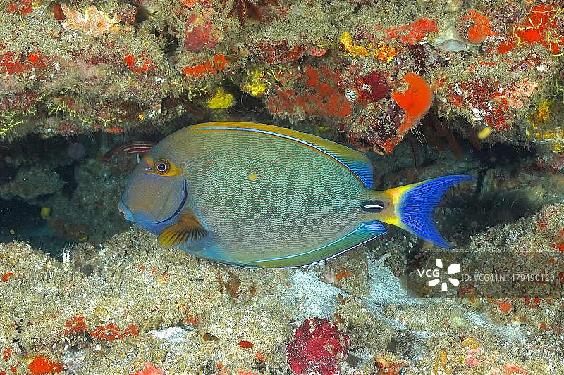 纹倒吊，索德瓦纳湾国家公园潜水点，南非夸祖鲁-纳塔尔省马普塔兰海洋保护区图片素材