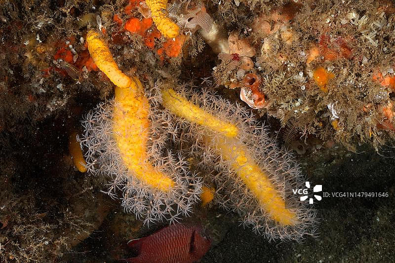 软珊瑚，南非夸祖鲁-纳塔尔省阿里瓦尔浅滩潜水点图片素材