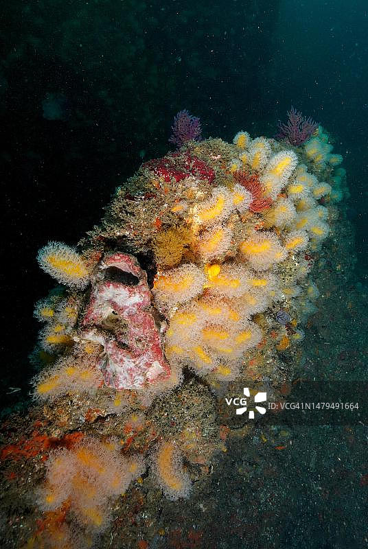 软珊瑚，南非夸祖鲁-纳塔尔省阿里瓦尔浅滩潜水点图片素材