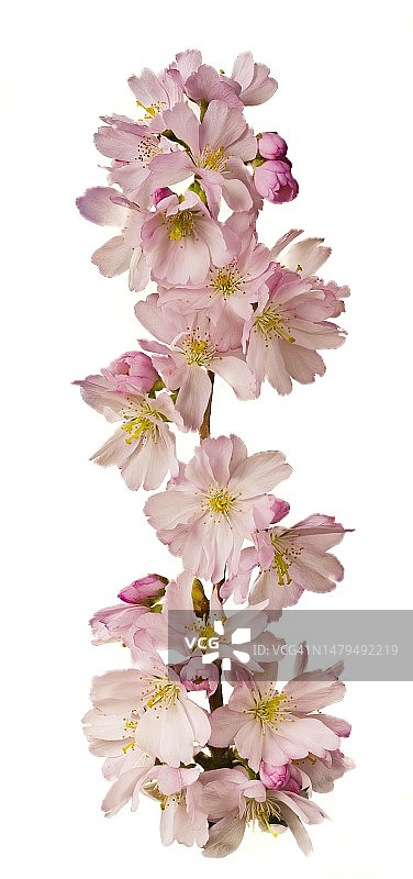 德国下萨克森州不伦瑞克杏树的杏花树枝图片素材