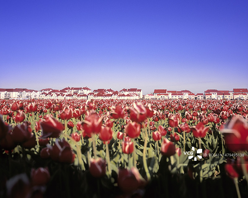 新建红色屋顶房屋前的红色郁金香花田图片素材