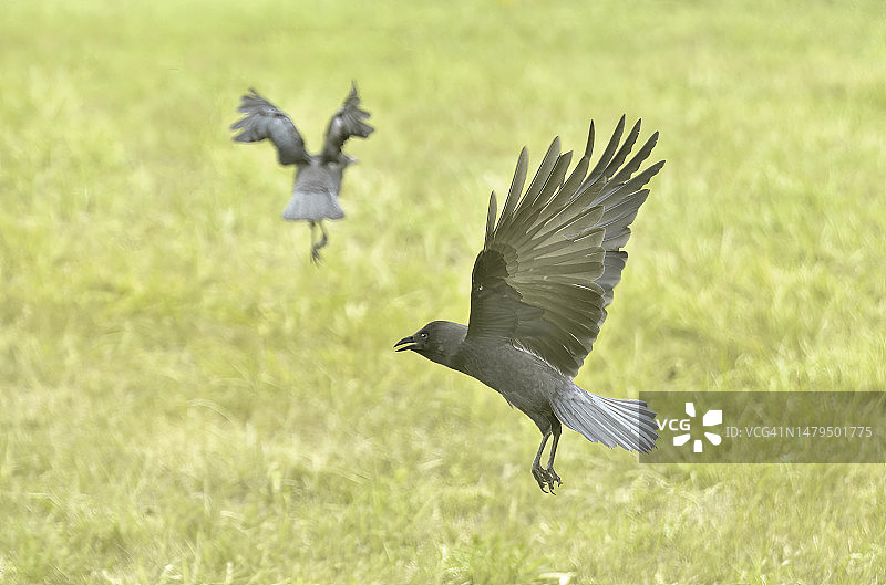 正在起飞的美洲乌鸦图片素材