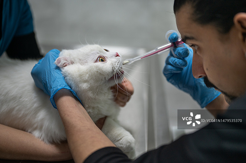 男兽医用喂药器给生病的猫喂药图片素材