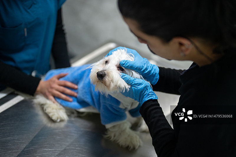 兽医检查一只白色的狗图片素材