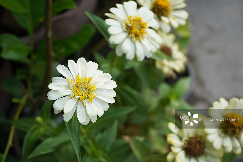 花园中盛开的白色百日菊图片素材