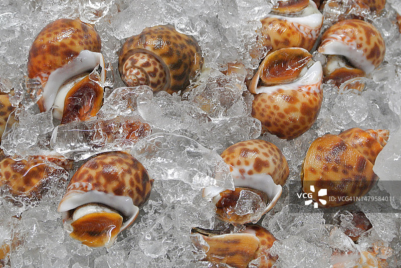 市场上出售的巴比伦海螺或蜂窝巴比伦海螺特写图片素材