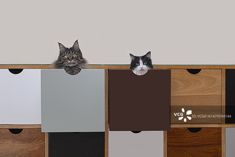 抽屉里的猫咪图片素材