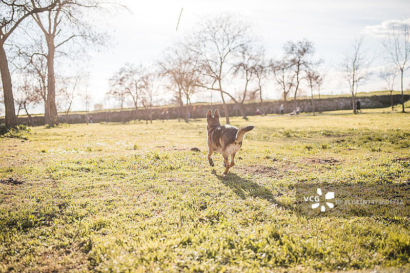 在公园里奔跑的德国牧羊犬图片素材