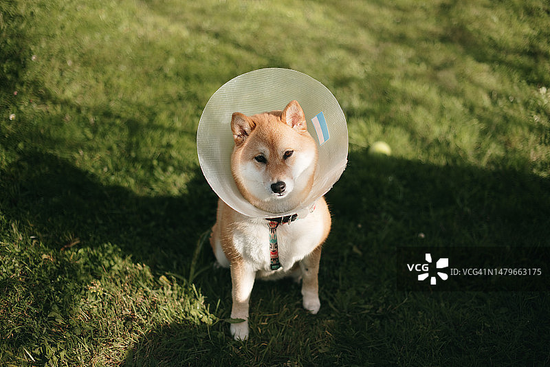 戴着伊丽莎白项圈看着镜头的柴犬图片素材