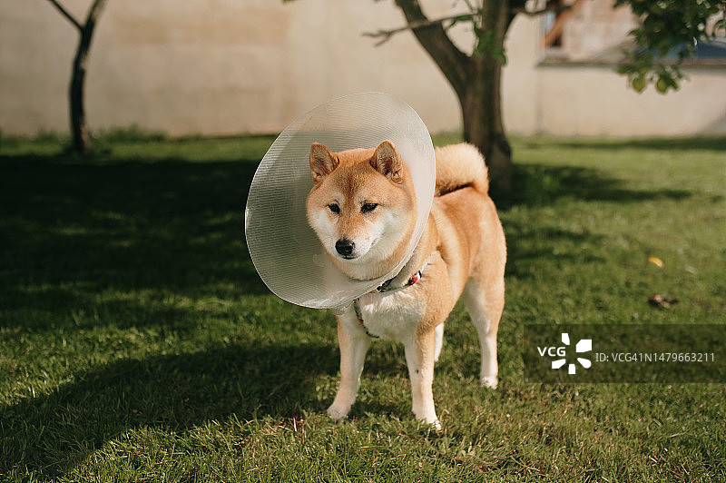 戴着伊丽莎白项圈的柴犬图片素材
