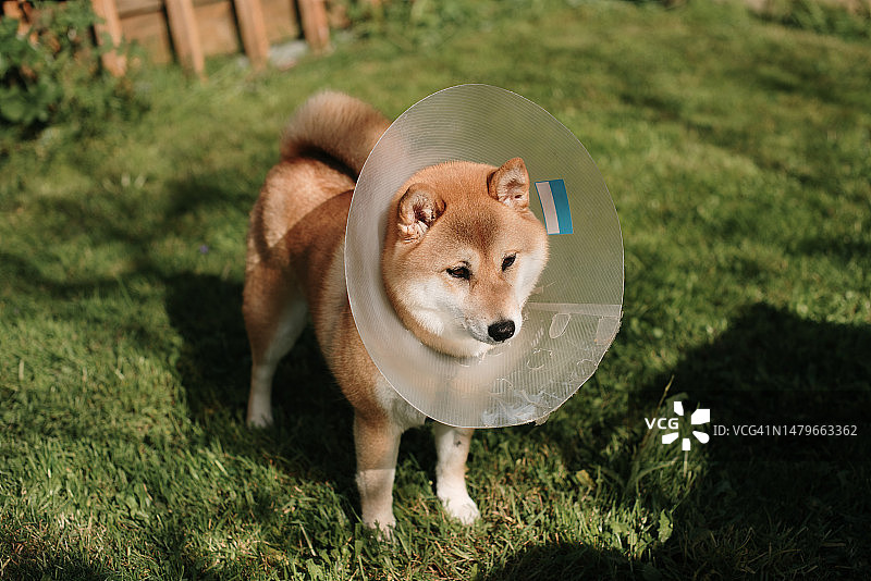 戴着保护项圈的柴犬图片素材