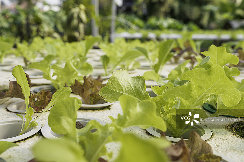水培农场中生长的莴苣：有机纯素食品的概念图片素材