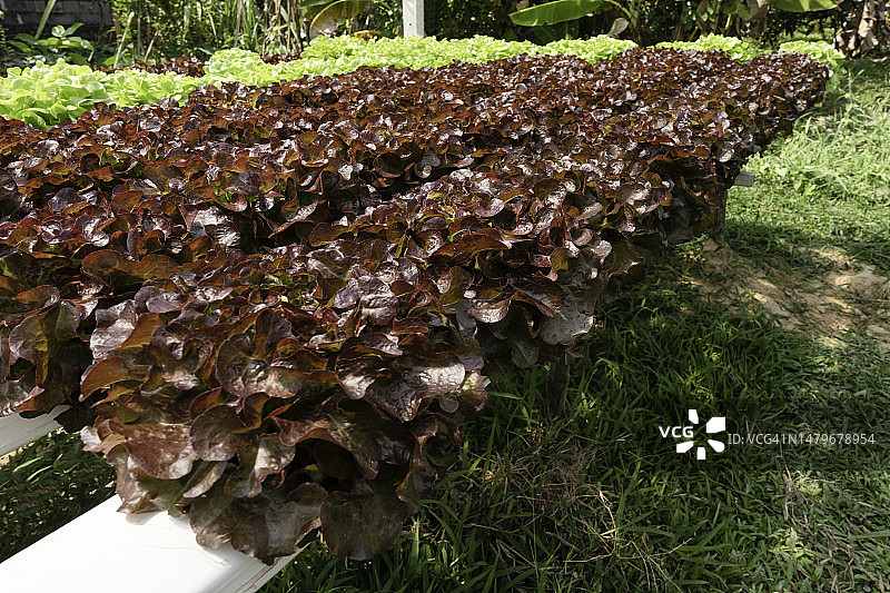 水培农场中生长的莴苣：有机纯素食品的概念图片素材