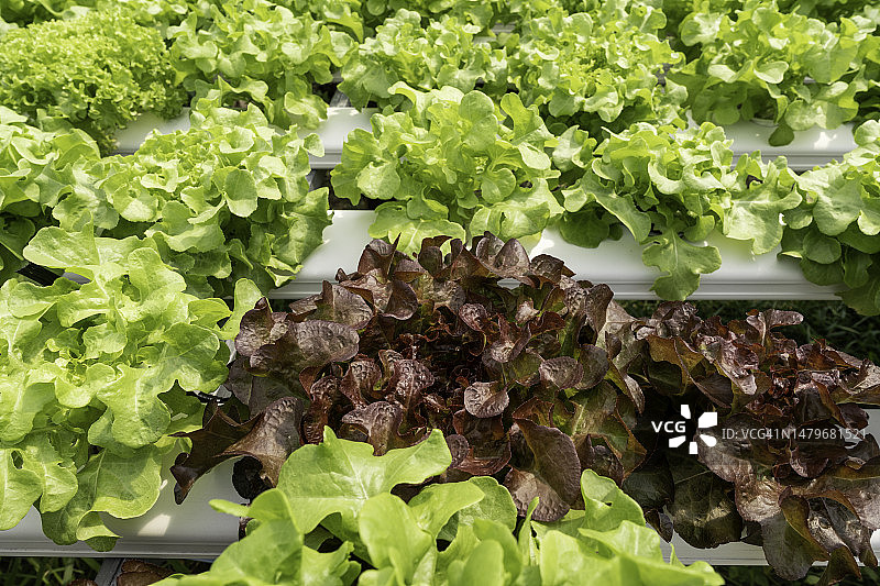 水培农场中生长的莴苣：有机纯素食品的概念图片素材