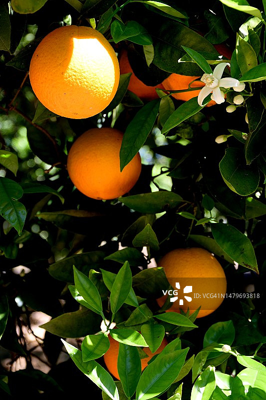 结满成熟橘子和花朵的橘子树图片素材