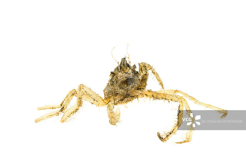 长腿幽灵蟹 (Macropodia)图片素材