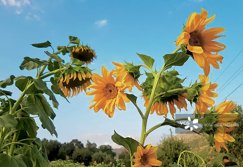 蝙蝠侠村庄夏季的黄色向日葵与蓝色天空图片素材