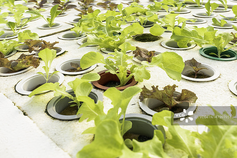 水培农场中生长的莴苣：有机纯素食品的概念图片素材